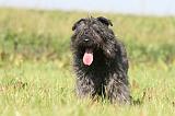 BOUVIER DES FLANDRES 116